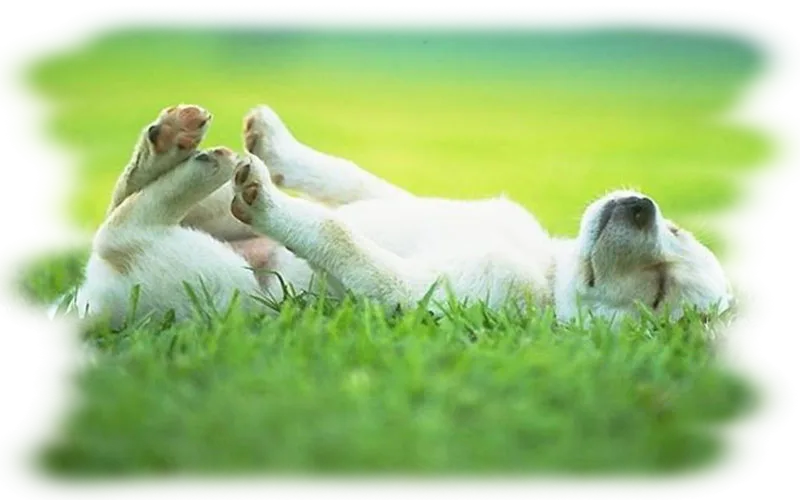Cuccioli che giocano sul prato