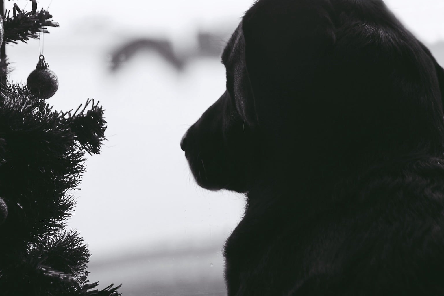 Cane nero accanto all'albero di Natale