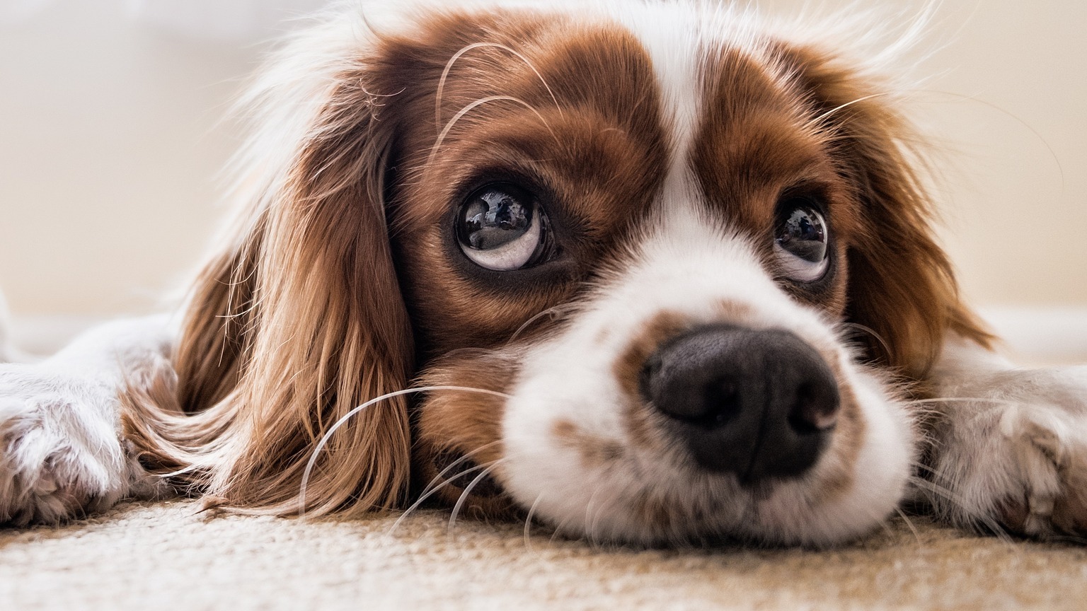 Cucciolo di cavalier king sdraiato