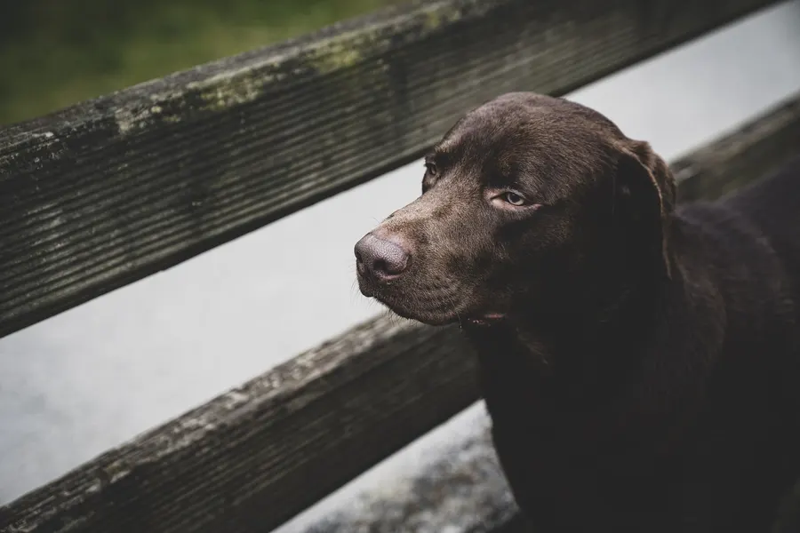 Cane marrone appoggiato a una staccionata di legno