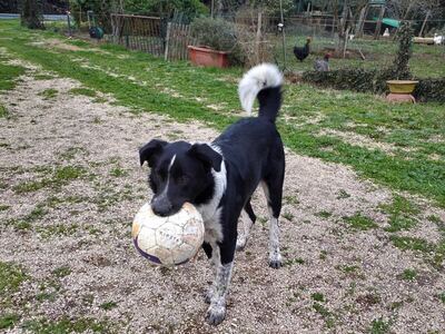 Foto 4 di 4 di Leo