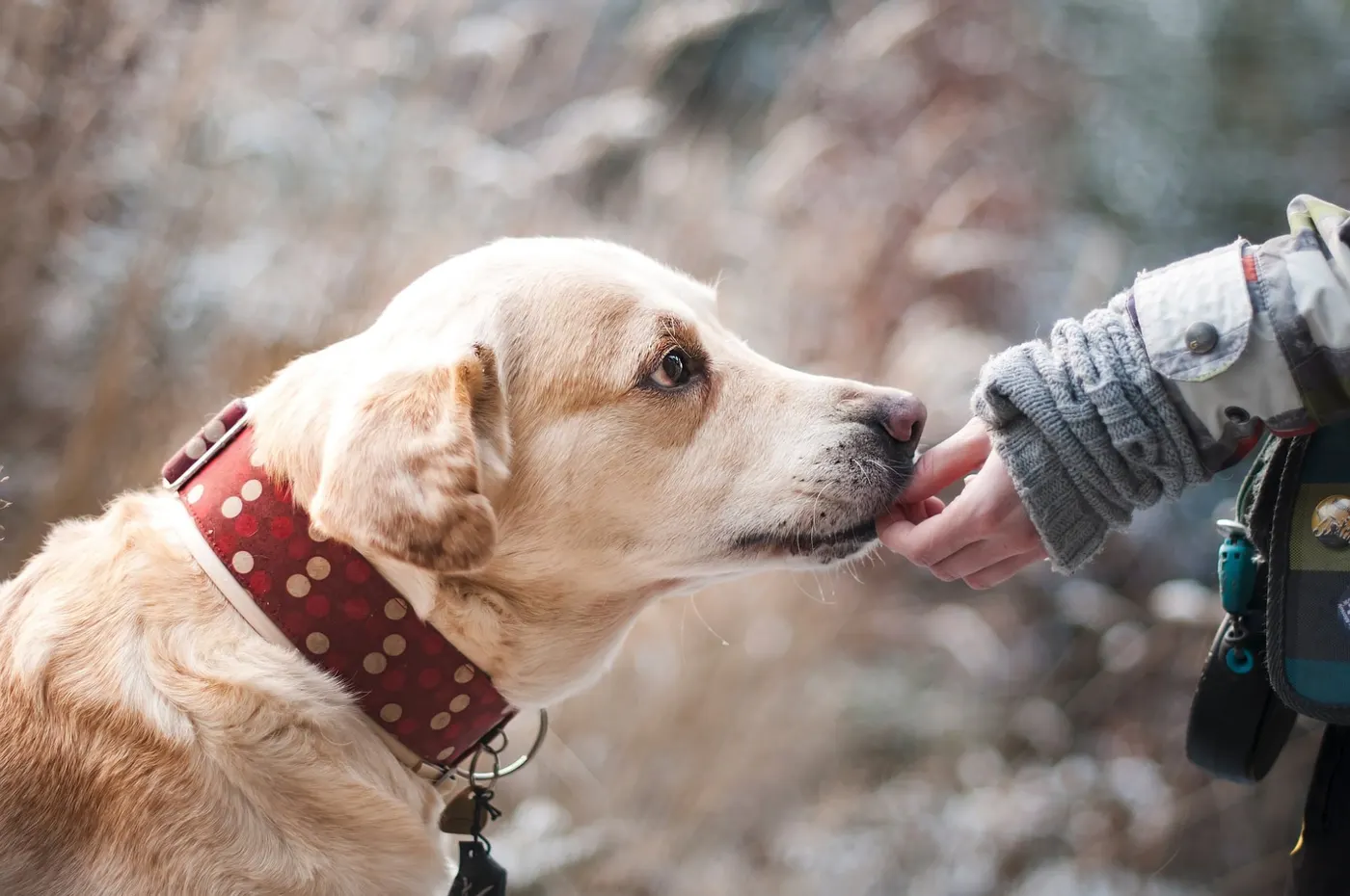 Un cane annusa la mano di una volontaria